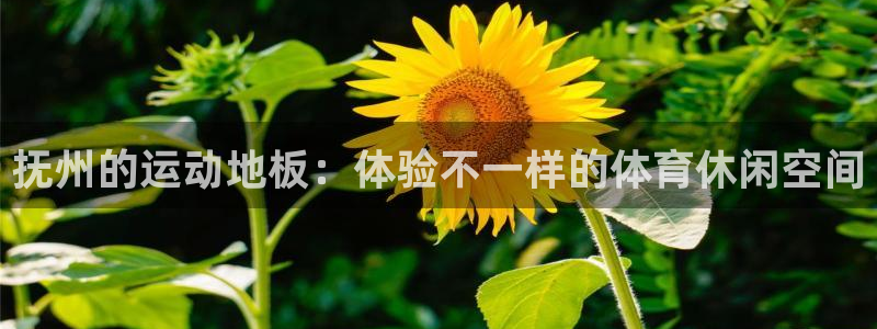 成都杏宇电子有限公司